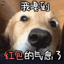 2018狗年新春必备祝福语表情包,速速收藏