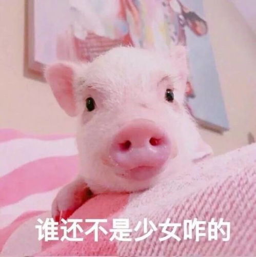 男生专用头像500张图猪女生