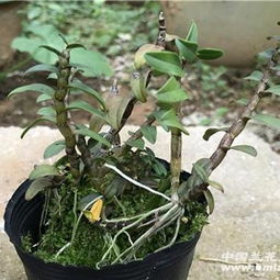 粗壮铁皮石斛