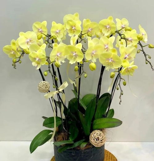 妈妈说这花真丑,色不俊花不大,网友自己喜欢就好