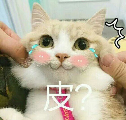 恐龙外套滑稽表情包猫咪