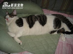 超搞笑猫咪表情秀19