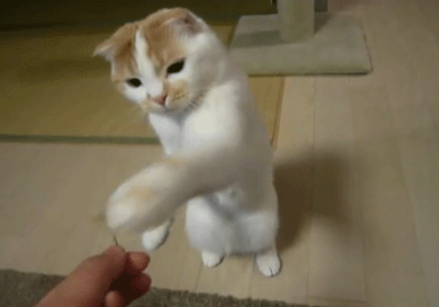这几种猫寿命短,养了就要珍惜