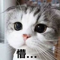 叹气表情包猫咪