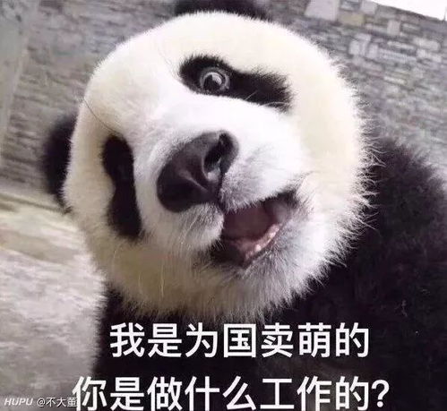 萌哭多图预警每一只熊猫的背后都有一个想教育它的饲养员
