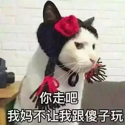 自从养了猫,从此再也不愁没表情包了