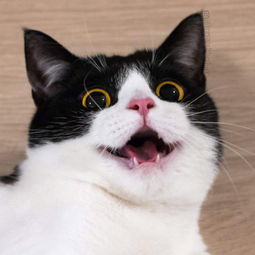 小萌猫表情包