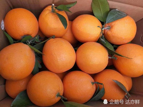 富川,秭归,赣南,奉节,这几个盛产脐橙的地区,哪个才是中国的橙中之王腾讯新闻