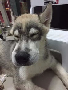 这货怕是和马蜂打了一晚的架吧...