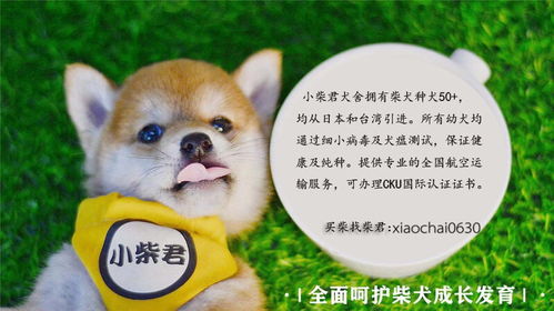 柴犬萌贱表情包合辑,不笑算我输
