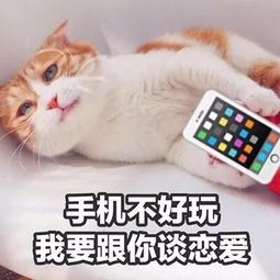 最特别搞笑的猫咪头像带文字百口难辩的时候才懂得人言可畏