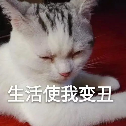 一大波猫咪表情包,总有一款适合你