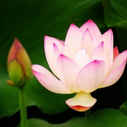 中老年照片头像图片大全爱莲