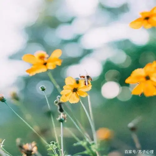 花朵头像微信中年人吃亏