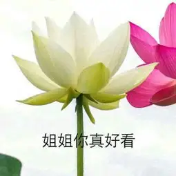 花朵鲜花风景静物头像
