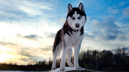 米拉外教哈士奇原来叫husky,你的宠物英文名怎么说