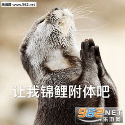 请您一定收下可爱动物表情包让我锦鲤附体吧沙雕动物表情包下载乐游网游戏下载