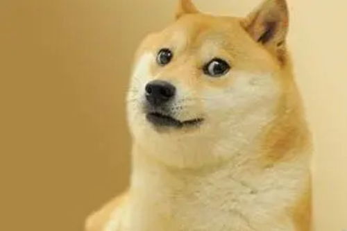 doge原型柴犬已出现黄疸,医生非常危险作为表情包界顶流,nft卖出近3000万