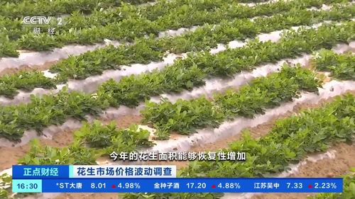 反常花生大量滞留卖不出价格大降花生了啥