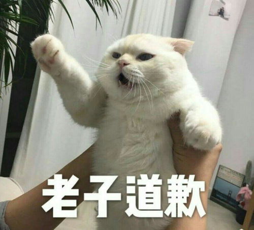 有哪些可以哄女朋友的表情包
