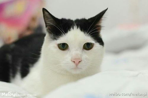 珍惜时间表情包养猫人