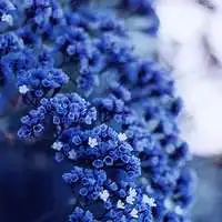 二月最美花朵微信头像微信头像图片大全
