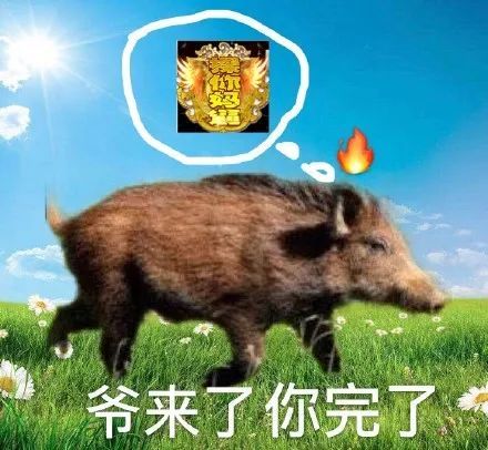 搞笑野猪表情包,爷来了你完了
