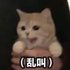 好了闭嘴丨第814期喵表情包
