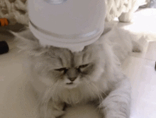 成年人的孤独,都是猫治好的