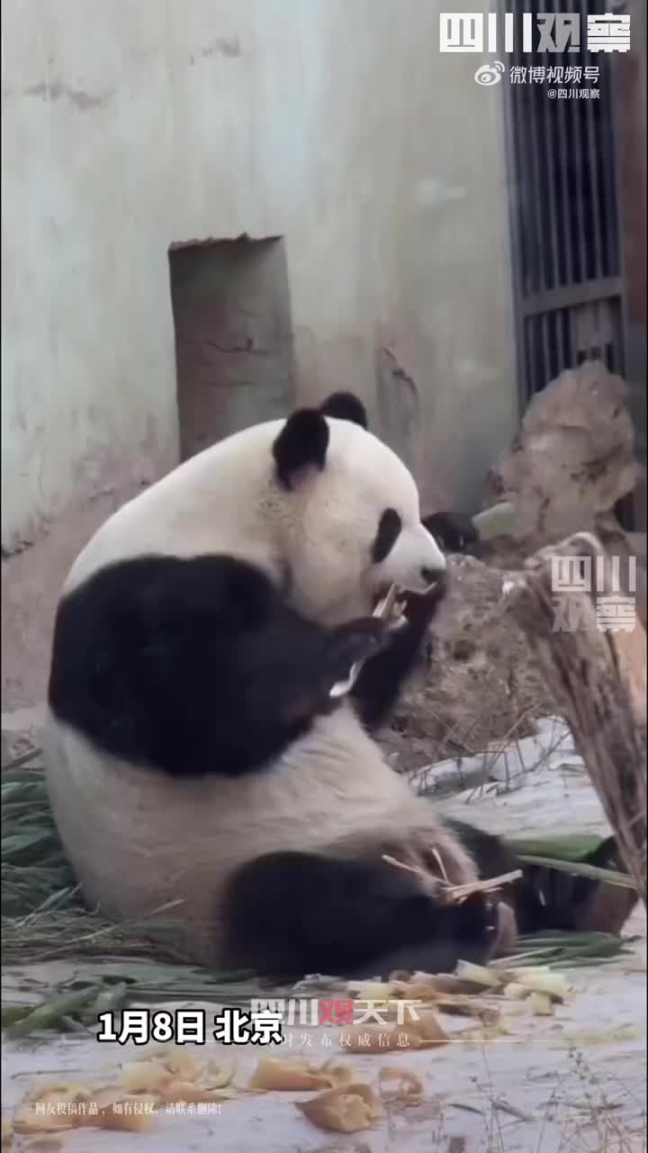 萌兰掰竹子再现表情包名场面