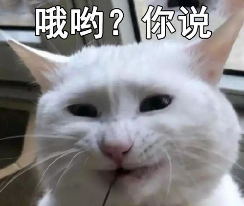 今天的表情包只有两个字你说我这边倾述欲瞬间就没了啊