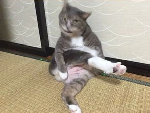 想看最丑的猫吗来这里吧