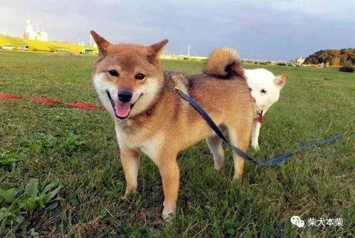 怎么区分柴犬和串串