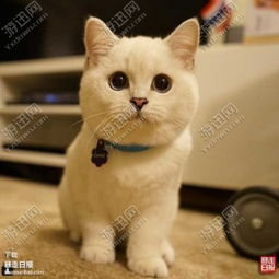 一只猫超怂的表情包ios下载一只猫超怂的表情包iosapp下载一只猫超怂的表情包ios手机版下载