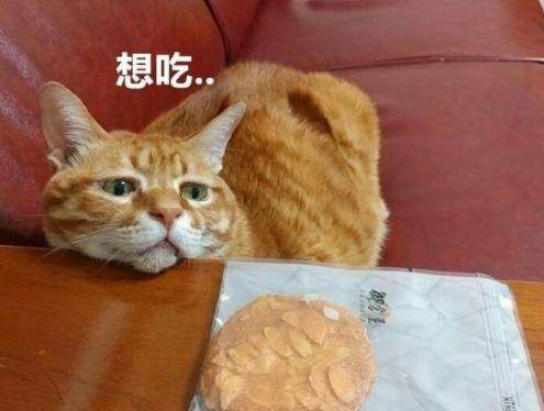 如何快速召唤一只猫咪只需要准备一个东西,效果超级好