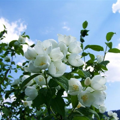 50岁淡雅头像微信花朵阴煞