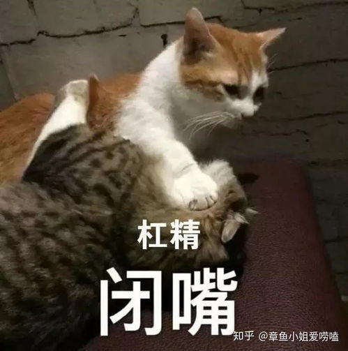 我,申请上罗德岛啦