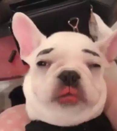摊上一个二货主人,狗生真的艰难....