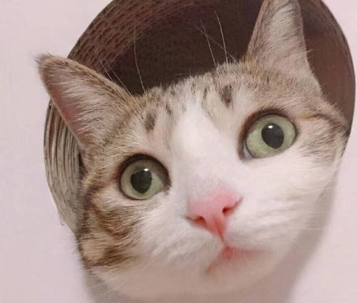 养猫人出现以下症状,说明已经无药可救,你中枪了没