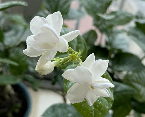 花朵头像微信中年人身体