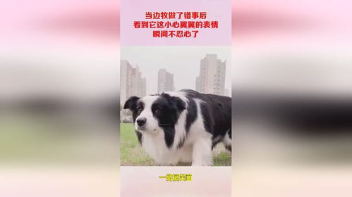 当边牧做了错事后,看到它这小心翼翼的表情,瞬间不忍心了